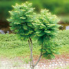 中台植物