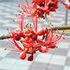 中台植物：红火树